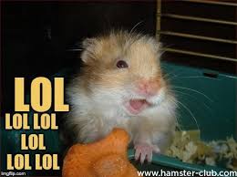 Free hamster picture for tiktok. Funny Meme Pfp Hamster Novocom Top