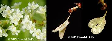 Image result for Fallopia