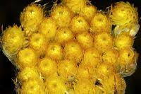 Image result for Helichrysum cephaloideum