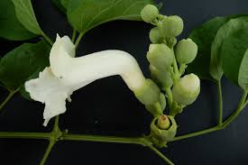 Image result for Amphilophium