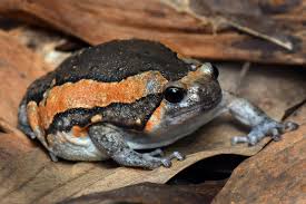 Image result for Tridactyle virgula