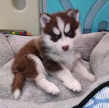 Advertise a pet for free. Pomsky Chowski Japanese Shiba Inu Puppies For Sale Uk Celtic Star