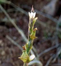 Image result for Oxygonum