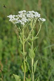 Image result for Parthenium