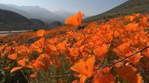 We offer flower deliveries to and around the city, so in case you're searching for the right services that can help you send flowers to friends, you'll always have us an option. Lake Elsinore Super Bloom Has Visitors Flocking To See Poppies Abc7 Los Angeles