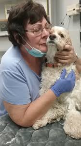 Update: Bella was taken To her heavenly home today. We are all heartbroken.  Thank you all for your support and love. Bella our beautiful GS was  recently diagnosed with autoimmune hemolytic anemia.