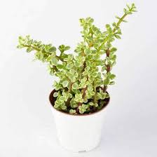 Check spelling or type a new query. Variegated Elephant Bush Jade Plant Variegated Succulent Plant Mangomeadows Best Nursery In Plants In Kerala