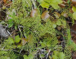 Image result for Gleichenia