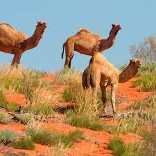 Driving towards the judean desert where the bedoin people live. Feral Camels Rounded Up In Australian Outback And Sold Online For Weed Control Rural Australia The Guardian