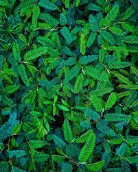 Image result for Chamaecrista parva