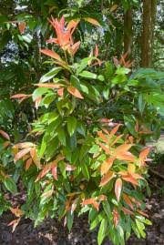 Image result for Syzygium cordatum