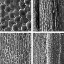 Image result for Asterochaete angustissima