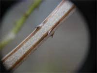 Image result for Acacia pentagona