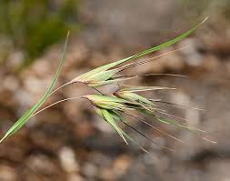 Image result for Themeda triandra