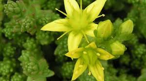 Image result for Laurembergia