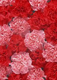 9 Reasons Carnations Are Actually The Best Carnation Flower Pink Carnations Carnation Flower Photos