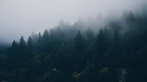 3840x2160 Wallpaper Forest Trees Fog 3840x2160 Wallpaper Macbook Wallpaper Desktop Wallpaper Macbook