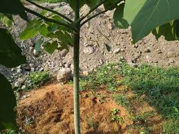 Image result for Hildegardia