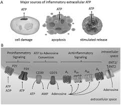 3 189 549 tykkäystä · 313 978 puhuu tästä. Imaging Adenosine Triphosphate Atp The Biological Bulletin Vol 231 No 1