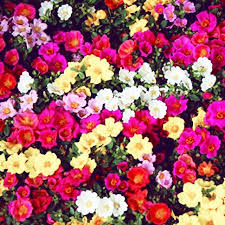 The top countries of suppliers are china, india, from which the. 12 Special Large Flower Portulaca Cuttings Indoor Outdoor Plants Shopee Philippines