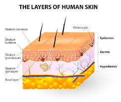 Anche se il retinolo non elimina la melanina, la crescita delle nuove cellule aiuta a supplire la pelle iperpigmentata. Melanina Cos E A Cosa Serve E Quando Assumere Integratori Naturali Greenme