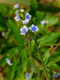 Image result for Cynoglossum coeruleum