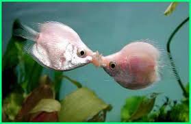 Yuk, disimak cara merawat ikan hias di akuarium berikut ini: Panduan Lengkap Cara Memelihara Ikan Hias Kissing Gourami Ekor9 Com Ekor9 Com