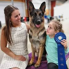 Check spelling or type a new query. Chilliwack Dog In New York Vying For Top Spot In 144th Annual Westminster Dog Show Chilliwack Progress