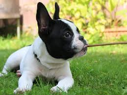 nuôi chó Bulldog