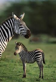 صور حمار وحشي zebra بجودة عالية hd فوتوجرافر