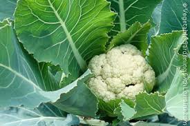 Harvest/storage plants are usually ready to harvest in about 50 to 100 days, depending on variety, or 7 to 12 days after blanching. Growing Cauliflower