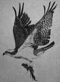 I love this guy without the yin & yang. Water Hawk Osprey Bird Of Prey Tattoo Eagle Tattoos Tattoo Graphic