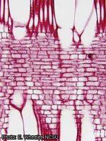 Image result for Casearia gladiiformis