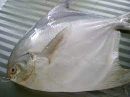 Maybe you would like to learn more about one of these? Ikan Bawal Putih Ikan Segar Murah