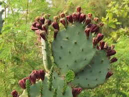 Image result for Opuntia