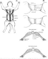 Anatomical positions for veterinarian anatomy. Figure 1 From Biomechanical Properties Of Feline Ventral Abdominal Wall And Celiotomy Closure Techniques Semantic Scholar
