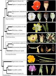 Image result for Papaveraceae