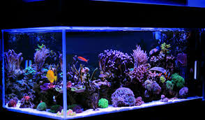 A clean tank with plenty of live plants and fish should be cleaned every 2 weeks. Saltwater Aquariums For Dummies Cheat Sheet Dummies