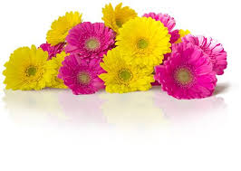 Explore our exclusive flowers for birthday, anniversary, valentine's. Wholesale Flowers In Queenland Floranda Flowers
