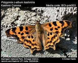 Image result for Polygonia c-album