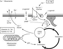Image result for Calcium Channel Blocker