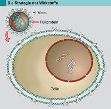 Ab wann kann man einen schwangerschaftstest machen? Aids Roche De