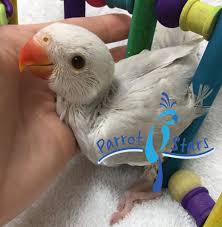 When does a blue ringneck parrot start talking? Indian Ringneck Parakeet Grey Lacewing