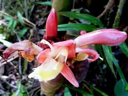 Image result for Aframomum angustifolium