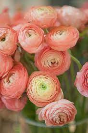 Peach Ranunculus Flowers Ranunculus Flowers Pretty Flowers Flower Arrangements