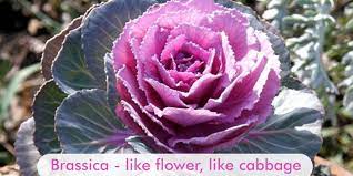 Flowers that look like cabbage roses. Brassica Like Flower Like Cabbage