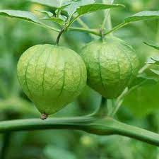 Tomatillo A Growing Guide Growing Tomatillos Organic Gardening Tips Growing Food