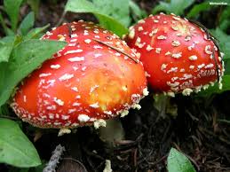 Image result for Rangaeris muscicola