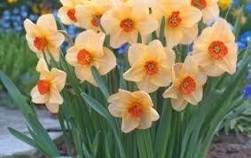 Daffodil Altruist Daffodils Plants