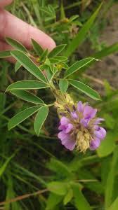 Image result for Grona afra